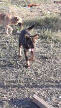 KATZE, Hund, Mischlingshund in Rumänien - Bild 3