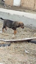 KATZE, Hund, Mischlingshund in Rumänien - Bild 4