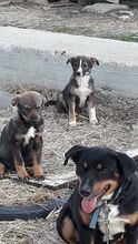 KATZE, Hund, Mischlingshund in Rumänien - Bild 6
