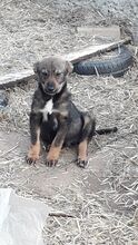 KATZE, Hund, Mischlingshund in Rumänien - Bild 7