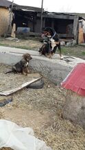KATZE, Hund, Mischlingshund in Rumänien - Bild 9