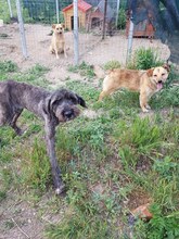 TARA, Hund, Mischlingshund in Rumänien - Bild 1