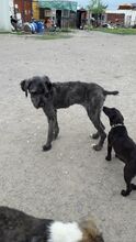 TARA, Hund, Mischlingshund in Rumänien - Bild 10