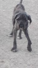 TARA, Hund, Mischlingshund in Rumänien - Bild 11