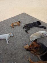 TARA, Hund, Mischlingshund in Rumänien - Bild 12