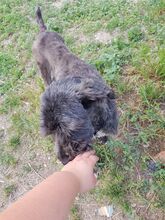 TARA, Hund, Mischlingshund in Rumänien - Bild 13