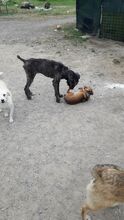 TARA, Hund, Mischlingshund in Rumänien - Bild 14
