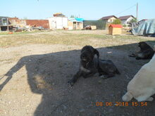 TARA, Hund, Mischlingshund in Rumänien - Bild 15