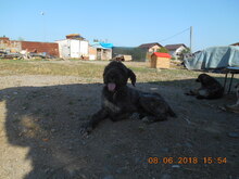 TARA, Hund, Mischlingshund in Rumänien - Bild 16