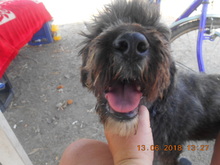 TARA, Hund, Mischlingshund in Rumänien - Bild 17