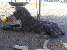 TARA, Hund, Mischlingshund in Rumänien - Bild 18