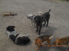 TARA, Hund, Mischlingshund in Rumänien - Bild 19