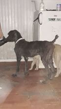 TARA, Hund, Mischlingshund in Rumänien - Bild 2