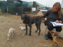 TARA, Hund, Mischlingshund in Rumänien - Bild 21