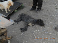 TARA, Hund, Mischlingshund in Rumänien - Bild 22