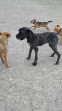 TARA, Hund, Mischlingshund in Rumänien - Bild 3