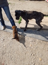 TARA, Hund, Mischlingshund in Rumänien - Bild 4