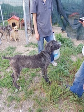 TARA, Hund, Mischlingshund in Rumänien - Bild 5