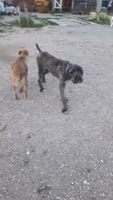 TARA, Hund, Mischlingshund in Rumänien - Bild 6