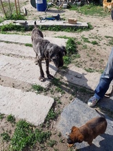 TARA, Hund, Mischlingshund in Rumänien - Bild 7