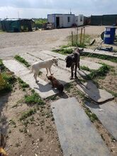 TARA, Hund, Mischlingshund in Rumänien - Bild 8