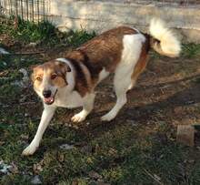 FETITA, Hund, Mischlingshund in Rumänien - Bild 2