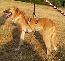 SONNY, Hund, Mischlingshund in Nordhofen - Bild 14