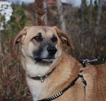 SONNY, Hund, Mischlingshund in Nordhofen - Bild 2