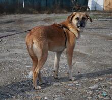 SONNY, Hund, Mischlingshund in Nordhofen - Bild 3