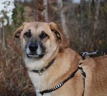 SONNY, Hund, Mischlingshund in Nordhofen - Bild 4