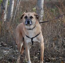 SONNY, Hund, Mischlingshund in Nordhofen - Bild 7