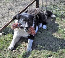 BEETY, Hund, Border Collie-Mix in Rumänien - Bild 4