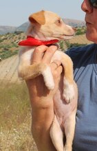 MINA, Hund, Mischlingshund in Spanien - Bild 4