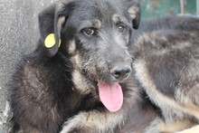 TAMAYA, Hund, Schnauzer-Labrador-Mix in Rumänien - Bild 1