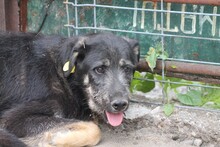 TAMAYA, Hund, Schnauzer-Labrador-Mix in Rumänien - Bild 3