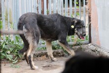 TAMAYA, Hund, Schnauzer-Labrador-Mix in Rumänien - Bild 5