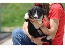 BARNEY, Hund, Mischlingshund in Rumänien - Bild 1