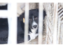 BARNEY, Hund, Mischlingshund in Rumänien - Bild 2