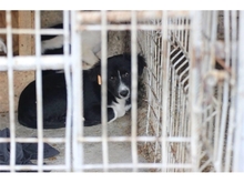 BARNEY, Hund, Mischlingshund in Rumänien - Bild 3
