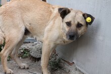 FARICA, Hund, Mischlingshund in Lohra-Reimershausen - Bild 3