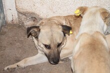 FARICA, Hund, Mischlingshund in Lohra-Reimershausen - Bild 5