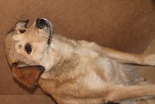 ZABA, Hund, Mischlingshund in Rumänien - Bild 1