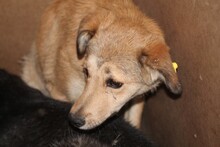 ZABA, Hund, Mischlingshund in Rumänien - Bild 3