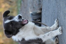MANJA, Hund, Mischlingshund in Lohra-Reimershausen - Bild 2