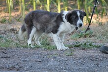 MANJA, Hund, Mischlingshund in Lohra-Reimershausen - Bild 4