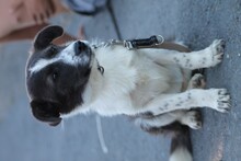 MANJA, Hund, Mischlingshund in Lohra-Reimershausen - Bild 5