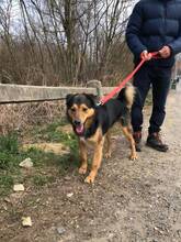 MARTIN, Hund, Mischlingshund in Ungarn - Bild 4
