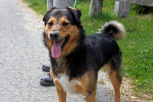 MARTIN, Hund, Mischlingshund in Ungarn - Bild 5