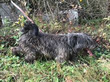 BOHEM, Hund, Polnischer Niederungshütehund in Ungarn - Bild 5