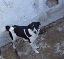 LUISE, Hund, Mischlingshund in Rumänien - Bild 10